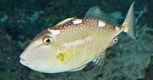 Ikan Ayam Ayam