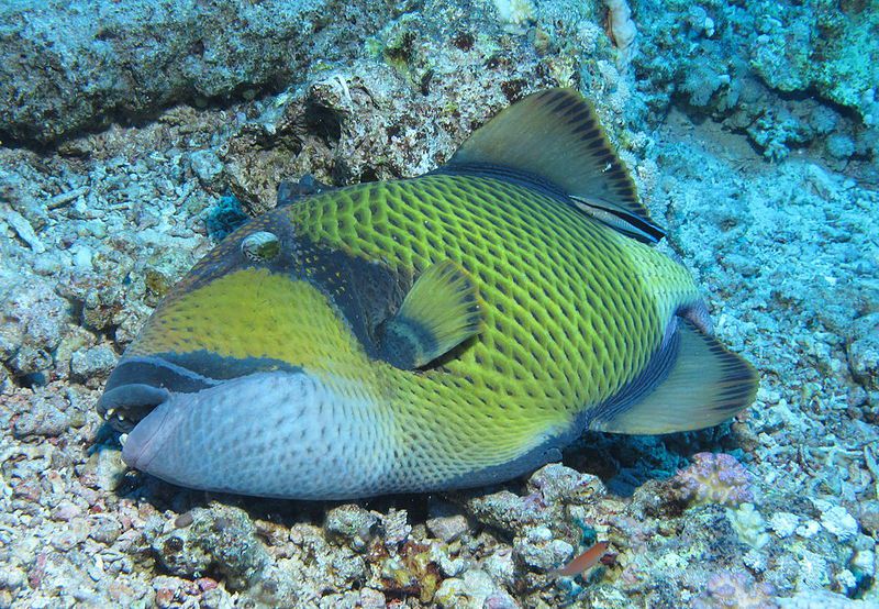 Ikan Ayam Ayam